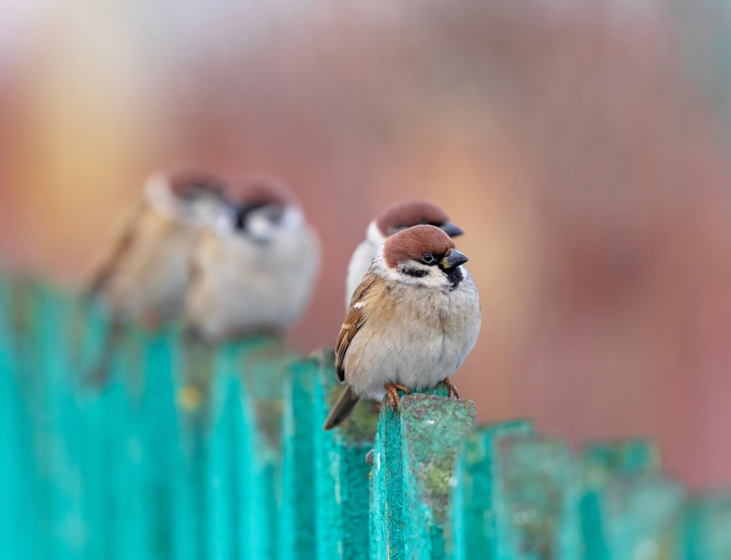 Erfgenaam en de nalatenschap