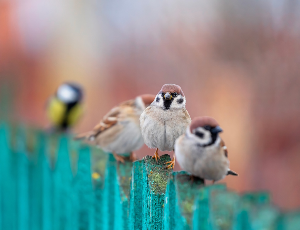 Erfbelasting en de vrijstellingen